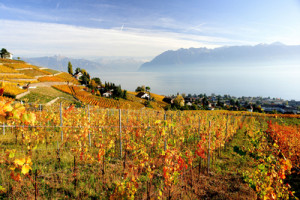 Vignoble en terrasses automne, Lavaux_Urs Achermann